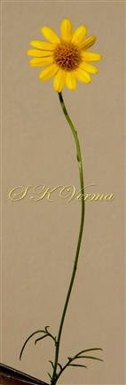  Capitulum on peduncle